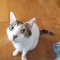 今晩も魚だよ