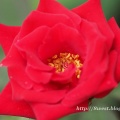 庭の薔薇
