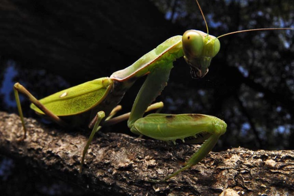 葉毎の虫 カマキリ
