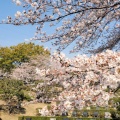 大庭台墓地の桜