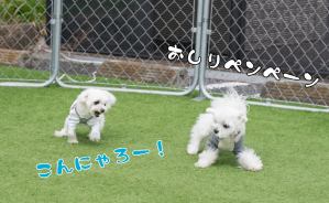 ドッグランでテンション爆上げ!!