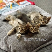 どちらさま☆もちっ子の来し方