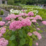『市民の森「紫陽花が見ごろ」でした』の画像