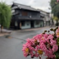 こんなの咲いてたかな・・・？