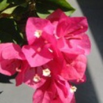 コンピテンシー宣教師日記