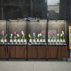 ◆ 園芸部日記 ◆