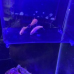 猫吉の海水魚日記