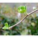 さて、今年の出来は