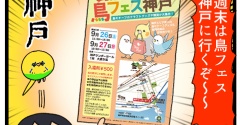 週末!! 鳥フェス神戸に行くぞ〜