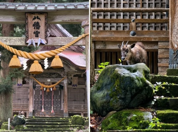 「初めて野生のニホンカモシカに遭遇した」親日外国人が風景を愛でるスレ