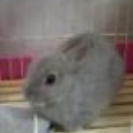 どんべいの日記