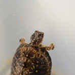 密林蛙商會_かえるに帰る。