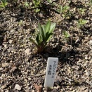 アガパンサスの植え替え