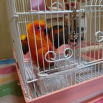 コではじまるインコ