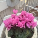 ＊100日咲き続けシクラメン〝プディムーラン〟