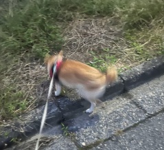比べない