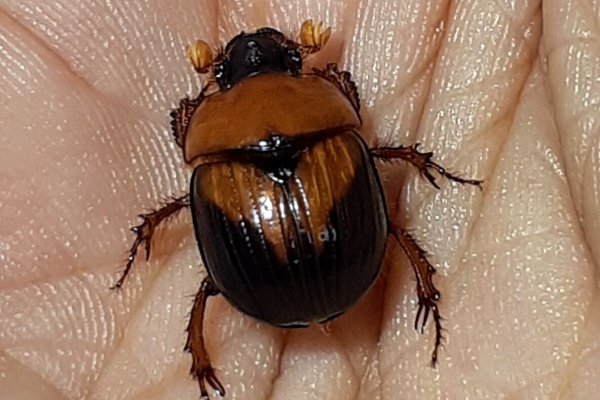 むしむしブログ - ムネアカセンチコガネ