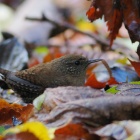 『投稿：初冬の高地の水場で出会った野鳥【追記】2026/01/17』の画像