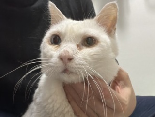 猫型珍獣、各種不調検査と対策　20251019