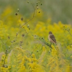 birdpapaの鳥遊録Ⅱ
