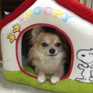 今でも寂しくて；毎日思ってる🌈　チワワ【愛犬】