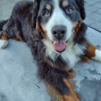 食欲魔犬