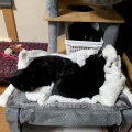 黒猫３にゃん　
