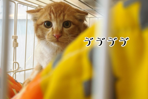 猫とお酒と日々のこと Powered by ライブドアブログ