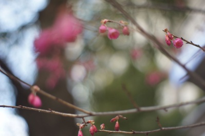 G.Zuiko Auto-S 40mm f1.4（PEN Fマウント） : 会計士によるバリュー