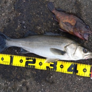 フラッター日誌