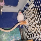 今日の文鳥