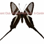 京大蝶研六大陸クラブのTropical Delights