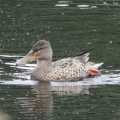 2026年10月2日の野鳥公園
