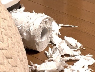 楽しかった子猫たち