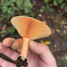 アカモミタケこそが最善の選択肢だ【アカモミタケ・ヒラタケ・シロキクラゲ実食編】