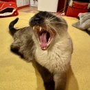 大きなあくびしちゃうのにゃ♪