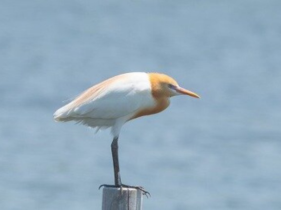 2026年5月20日の野鳥公園
