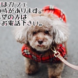 『【里親募集中】トイプードルのチョコ』の画像