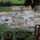 大雨