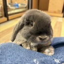 ロップちゃん紹介