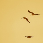 カメラ大好きおやじの野鳥と自然風景フォトアルバム