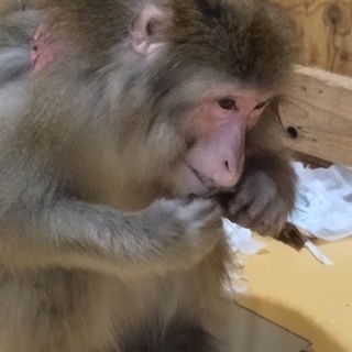 NPO犬猫みなしご救援隊・代表ブログ・みなしご庵へようこそ