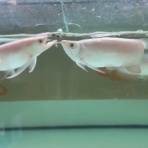 アジアアロワナ専門店《神龍》