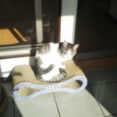 動物さんたち　そして太陽さん　ありがとう！！