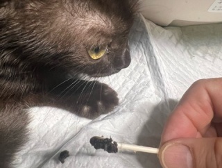昨日の猫さん達です。😸😸😸