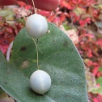 八ヶ岳自然アルバム