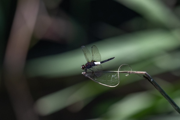 今日も師匠が撮れと言う トンボ