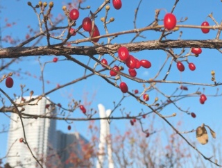 ランチ「竹」とチキンライス・コロッケ＠築地「酒房 交差点（cross point）」、ほか