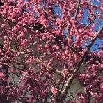 有元洋剛のブログ　山帰来　俳句・写真・書・夢そして自分史に（Part２）