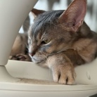 いぶし銀？ぼくさま